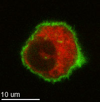 gr-acting-red-tracker.jpg (9326 bytes)