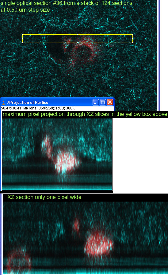 side-slices.jpg (178958 bytes)