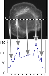 02line_profile_plot.gif (9989 bytes)